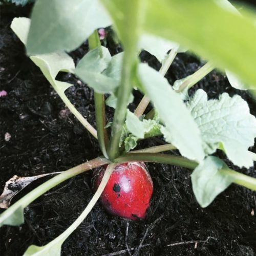 How to grow radishes on a balcony